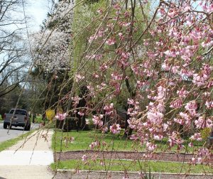 Trees and bushes along our street